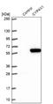 Cytochrome P450 4X1 antibody, NBP2-13896, Novus Biologicals, Western Blot image 