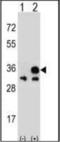 Hematopoietically-expressed homeobox protein HHEX antibody, orb314536, Biorbyt, Western Blot image 