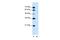 Major Facilitator Superfamily Domain Containing 12 antibody, PA5-42677, Invitrogen Antibodies, Western Blot image 