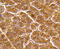 Dual Specificity Phosphatase 6 antibody, 13-833, ProSci, Immunohistochemistry paraffin image 