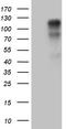 Actin Filament Associated Protein 1 antibody, TA810440, Origene, Western Blot image 