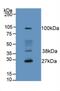 Hemojuvelin antibody, MBS2025747, MyBioSource, Western Blot image 