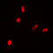 Histone H2B antibody, LS-C356094, Lifespan Biosciences, Immunofluorescence image 