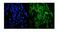 Heat shock protein beta-6 antibody, A07981-1, Boster Biological Technology, Immunofluorescence image 
