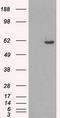 Serine/Threonine Kinase 39 antibody, CF500502, Origene, Western Blot image 