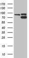 DNA Topoisomerase I antibody, CF809934, Origene, Western Blot image 