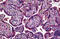 Junctional Adhesion Molecule 2 antibody, MBS246367, MyBioSource, Immunohistochemistry frozen image 