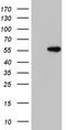 Perilipin 5 antibody, CF811701, Origene, Western Blot image 