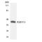 Purinergic Receptor P2Y11 antibody, LS-B11662, Lifespan Biosciences, Western Blot image 