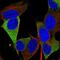 Retrotransposon Gag Like 1 antibody, PA5-66887, Invitrogen Antibodies, Immunofluorescence image 