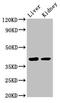 Vasohibin 2 antibody, orb53543, Biorbyt, Western Blot image 