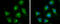 DLD antibody, GTX101245, GeneTex, Immunofluorescence image 