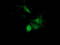 Sterol O-acyltransferase 2 antibody, TA501221, Origene, Immunofluorescence image 