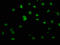 Lysine Rich Coiled-Coil 1 antibody, LS-C379483, Lifespan Biosciences, Immunofluorescence image 