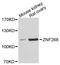 Zinc Finger Protein 268 antibody, A07660, Boster Biological Technology, Western Blot image 