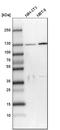 SEC23 Interacting Protein antibody, HPA038403, Atlas Antibodies, Western Blot image 