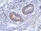 Zinc finger protein 645 antibody, NBP2-21037, Novus Biologicals, Immunohistochemistry paraffin image 