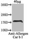 Major pollen allergen Car b 1 isoforms 1A and 1B antibody, A57393-100, Epigentek, Western Blot image 