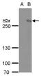 AT-Rich Interaction Domain 1A antibody, PA5-35856, Invitrogen Antibodies, Western Blot image 