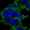 Ribosomal Protein L27a antibody, HPA060776, Atlas Antibodies, Immunocytochemistry image 