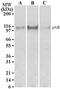 Androgen Receptor antibody, MA5-16221, Invitrogen Antibodies, Western Blot image 