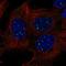 SET Binding Factor 1 antibody, HPA074004, Atlas Antibodies, Immunofluorescence image 