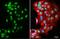 DNA Ligase 4 antibody, GTX108820, GeneTex, Immunofluorescence image 