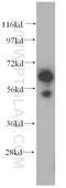 Sulfite oxidase, mitochondrial antibody, 15075-1-AP, Proteintech Group, Western Blot image 