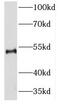 Neuronal Differentiation 4 antibody, FNab05675, FineTest, Western Blot image 
