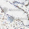 Kruppel Like Factor 4 antibody, A6640, ABclonal Technology, Immunohistochemistry paraffin image 