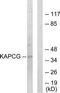 cAMP-dependent protein kinase catalytic subunit gamma antibody, TA313080, Origene, Western Blot image 