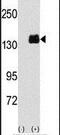 Pumilio homolog 1 antibody, PA5-14513, Invitrogen Antibodies, Western Blot image 