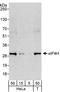 Eukaryotic Translation Initiation Factor 4H antibody, A301-848A, Bethyl Labs, Western Blot image 