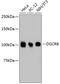 Microprocessor complex subunit DGCR8 antibody, 14-014, ProSci, Western Blot image 