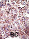 Farnesyltransferase, CAAX Box, Alpha antibody, abx031599, Abbexa, Western Blot image 