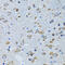 Arginyl-tRNA synthetase, cytoplasmic antibody, 22-116, ProSci, Immunohistochemistry frozen image 