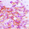 DCT antibody, LS-C352108, Lifespan Biosciences, Immunohistochemistry frozen image 
