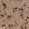 Hook Microtubule Tethering Protein 3 antibody, HPA024756, Atlas Antibodies, Immunohistochemistry frozen image 