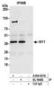 Pre-mRNA-splicing factor ISY1 homolog antibody, A304-927A, Bethyl Labs, Immunoprecipitation image 