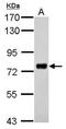 Phosphatase And Actin Regulator 3 antibody, PA5-31616, Invitrogen Antibodies, Western Blot image 