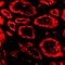 SKI Proto-Oncogene antibody, orb74408, Biorbyt, Immunofluorescence image 