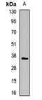 Cathepsin S antibody, LS-C667733, Lifespan Biosciences, Western Blot image 