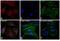 Rabbit IgG antibody, A-11037, Invitrogen Antibodies, Immunofluorescence image 