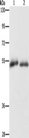 Platelet glycoprotein 4 antibody, TA351048, Origene, Western Blot image 