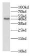 G Protein Subunit Alpha 14 antibody, FNab03530, FineTest, Western Blot image 