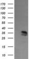 Kinesin Family Member 25 antibody, MA5-26134, Invitrogen Antibodies, Western Blot image 