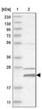 Histidine Triad Nucleotide Binding Protein 3 antibody, PA5-55729, Invitrogen Antibodies, Western Blot image 