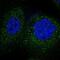 F-Box Protein 45 antibody, PA5-59271, Invitrogen Antibodies, Immunofluorescence image 