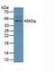 Ficolin-A antibody, LS-C293938, Lifespan Biosciences, Western Blot image 