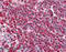 Heat Shock Protein Family A (Hsp70) Member 8 antibody, MBS565119, MyBioSource, Immunohistochemistry paraffin image 